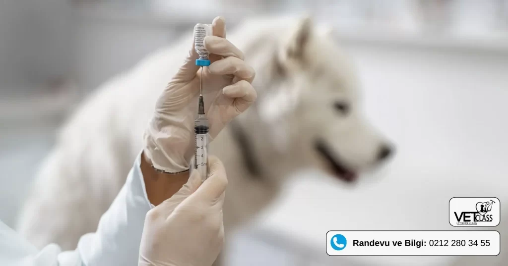 Veteriner kliniğinde bir köpeğe aşı yapılıyor. Beyaz önlüklü bir veteriner, dikkatle hazırladığı şırıngayı tutuyor. Köpek ise bulanık bir şekilde arka planda yer alıyor. Bu resim, köpekler için aşı takviminin önemini ve veteriner kontrollerinin düzenli olarak yapılmasının gerekliliğini vurgulamak amacıyla kullanılmıştır.